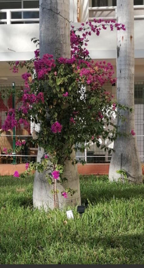 Mama Yumbo Apartment Playa del Ingles  Ngoại thất bức ảnh